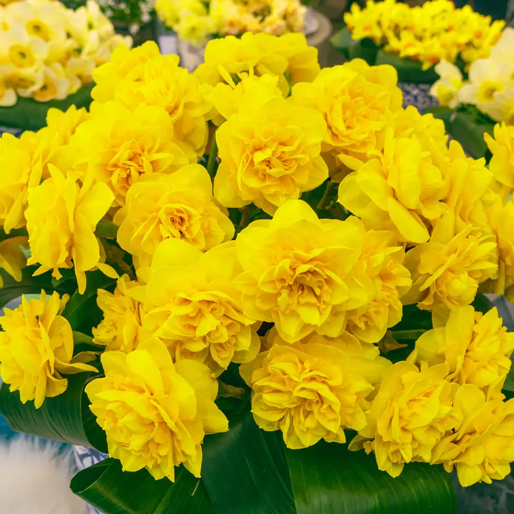 Double Daffodil Heamoor - Image 2