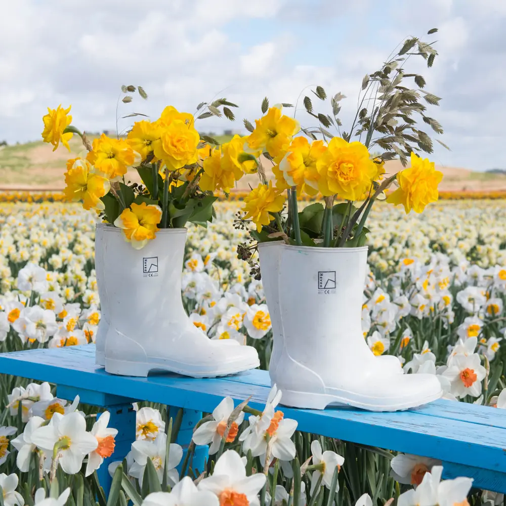 Double Daffodil Heamoor - Image 3