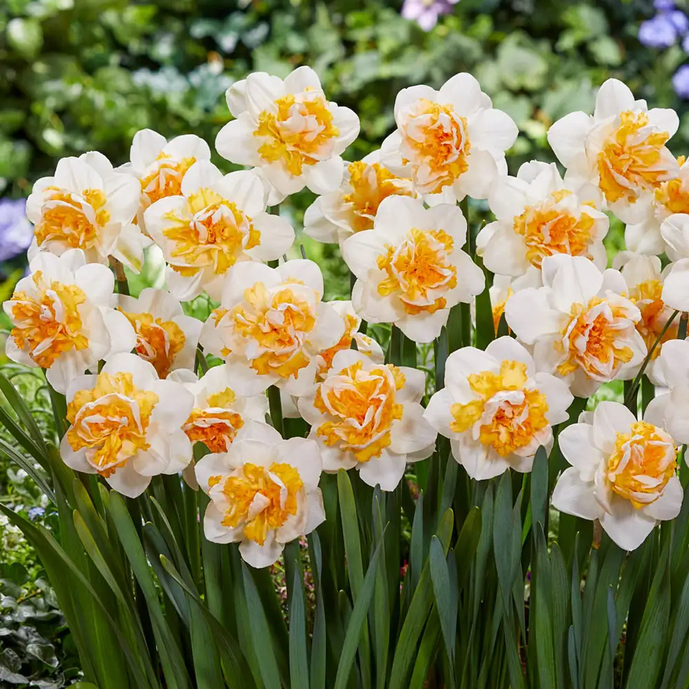 Double Daffodil Peach Prince