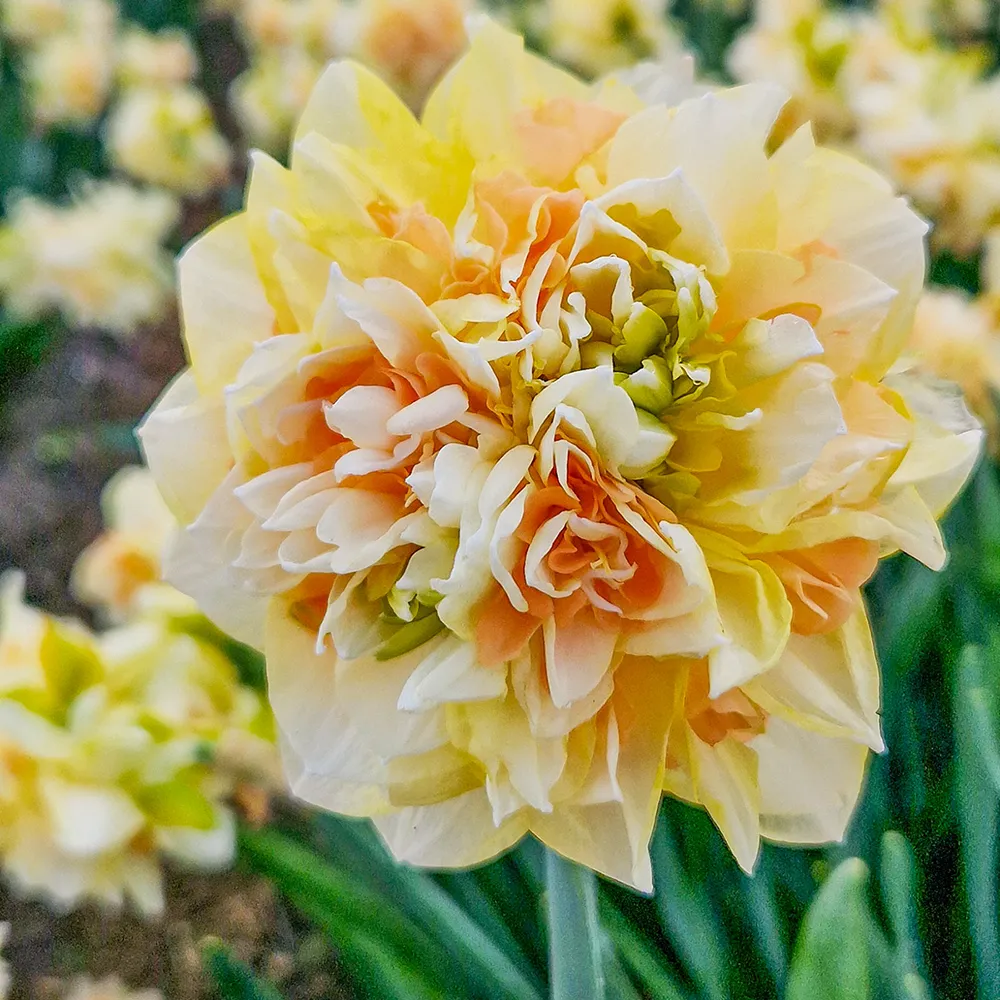 Double Daffodil Pom Pom Rose