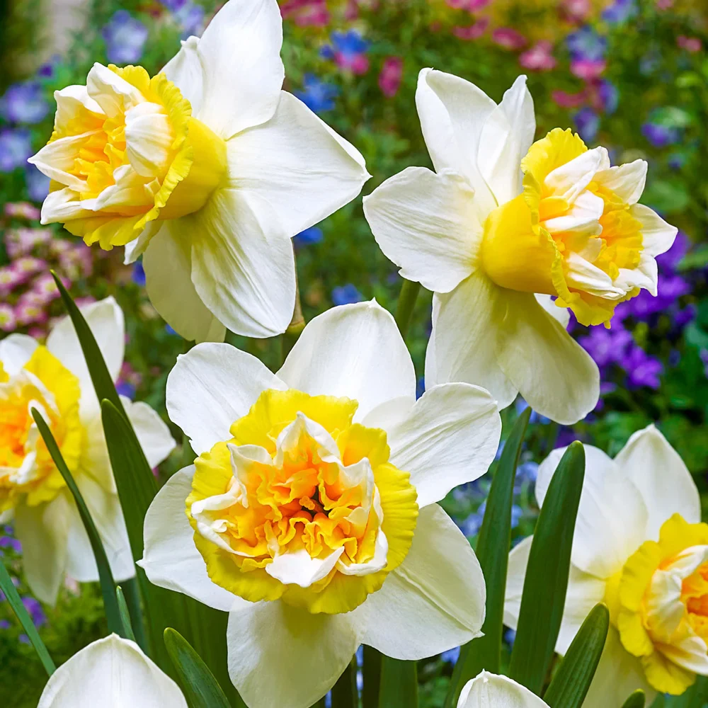 Double Daffodil Popeye