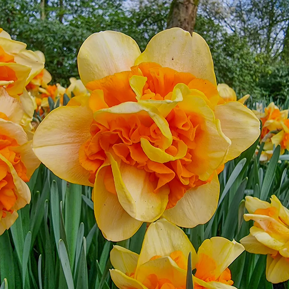 Double Daffodil Sun Catchers - Image 2