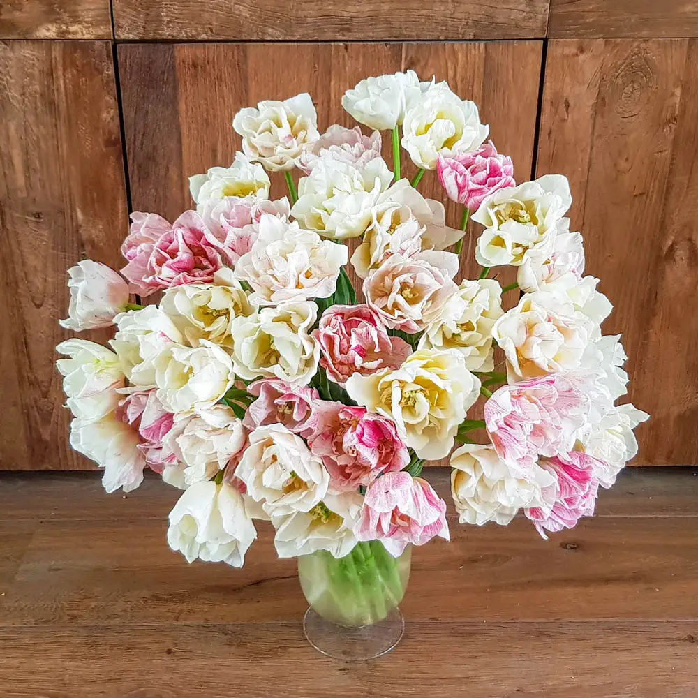 Double-Flowered Peony Tulip Silk Road