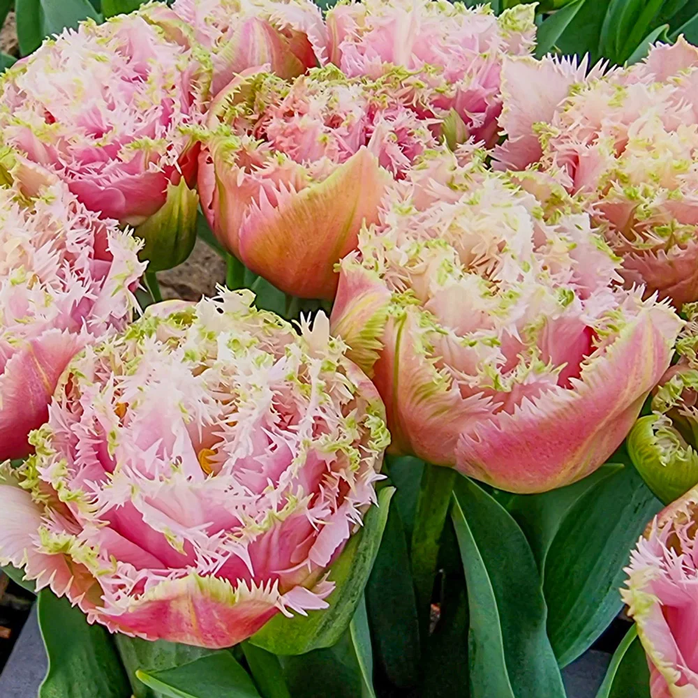 Double Fringed Tulip Perth - Image 3