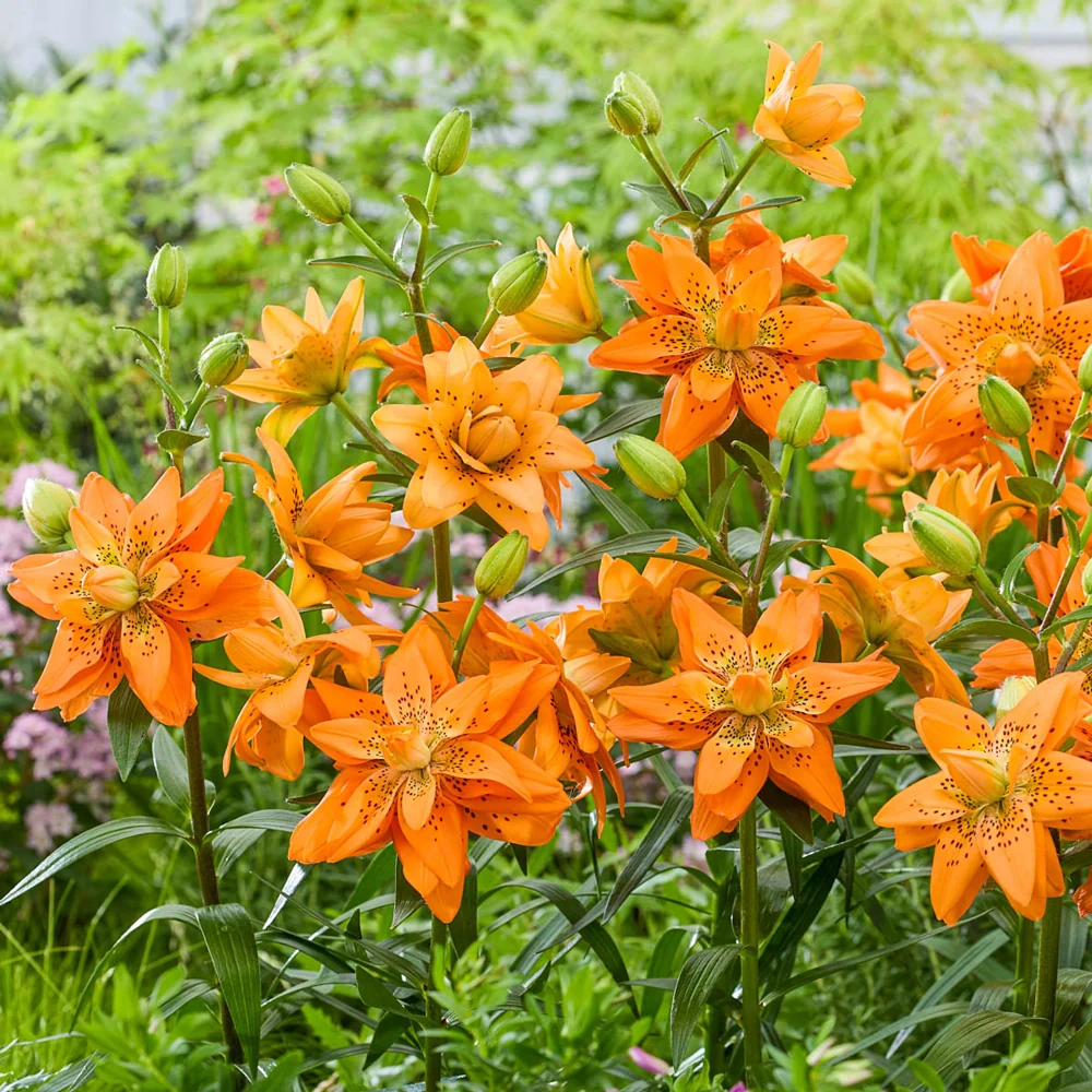 Double Lily Dutch Design