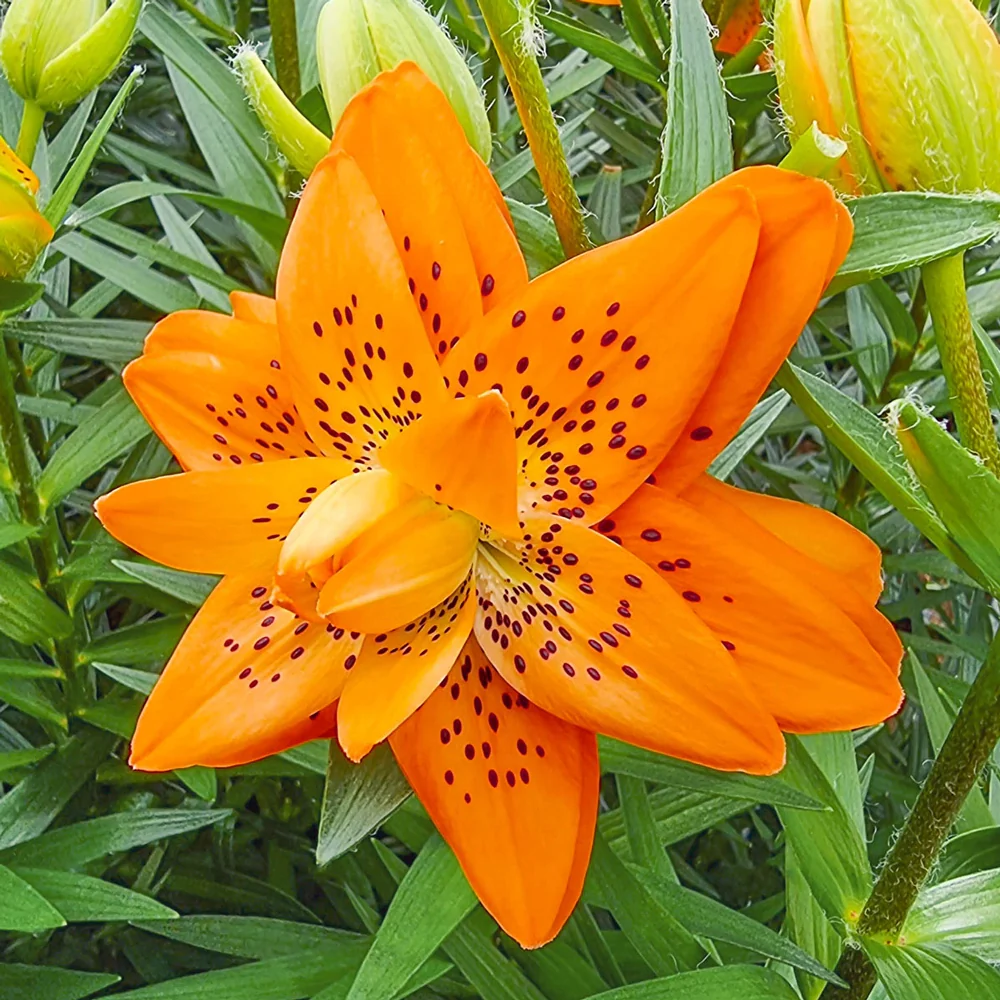 Double Lily Dutch Design - Image 2