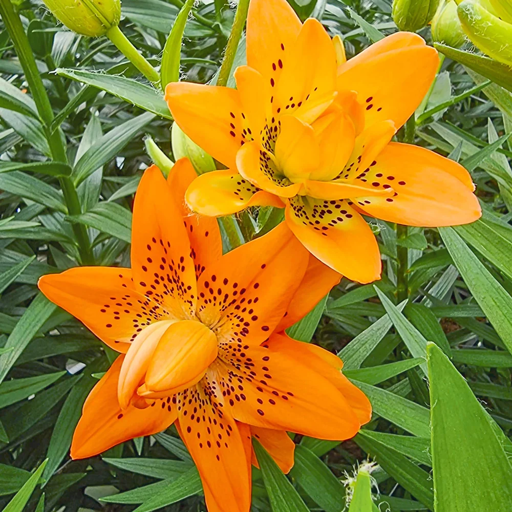 Double Lily Dutch Design - Image 3