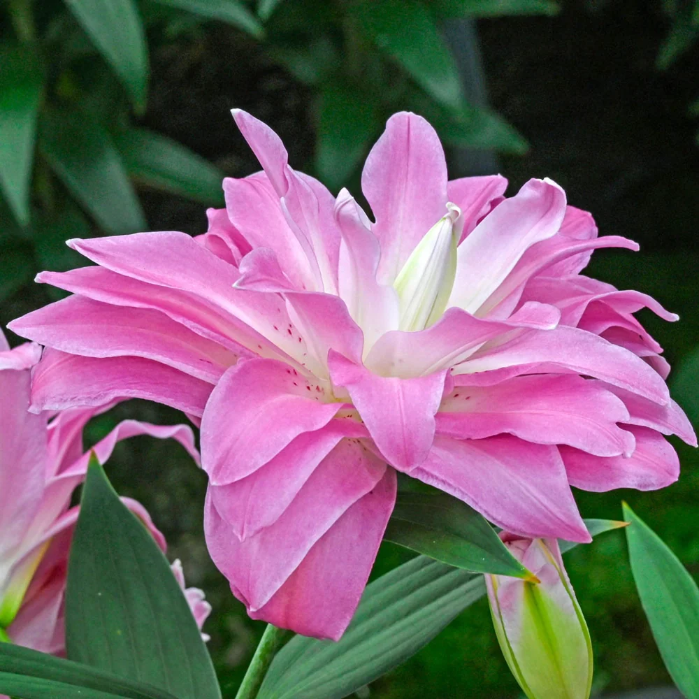 Double Oriental Lily Lotus Breeze - Image 2