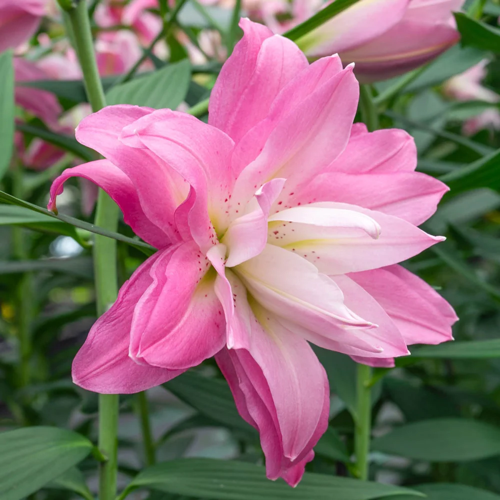 Double Oriental Lily Lotus Breeze - Image 3