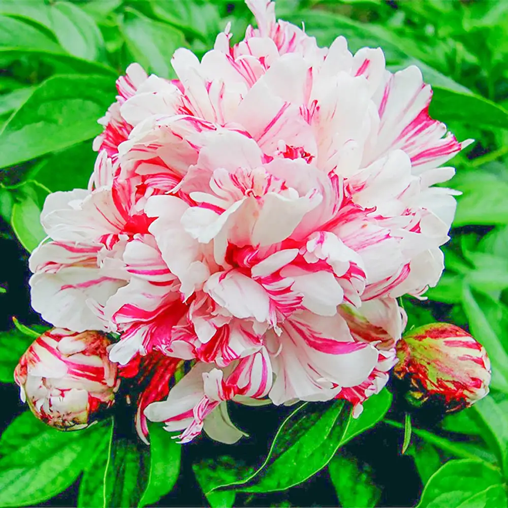 Double Peony Kirinmaru