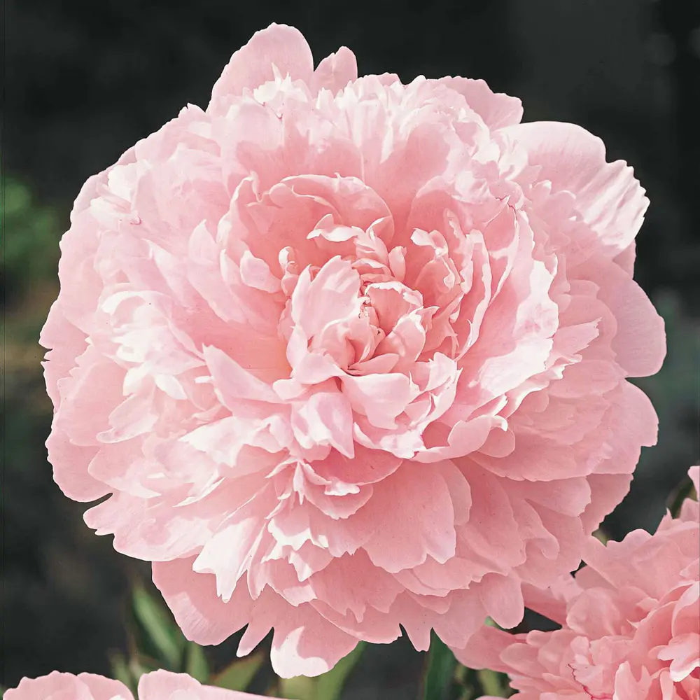 Double Peony Pillow Talk - Image 2