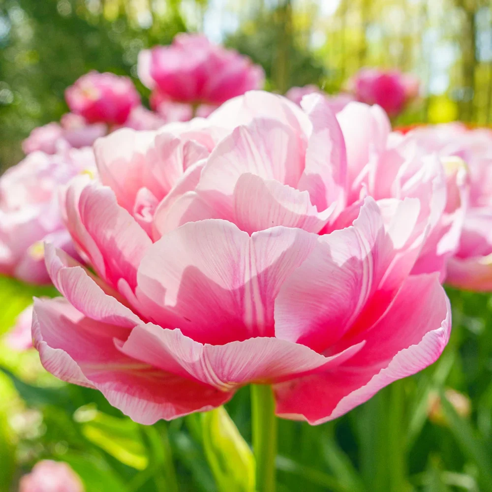 Double Peony Tulip Aveyron - Image 2