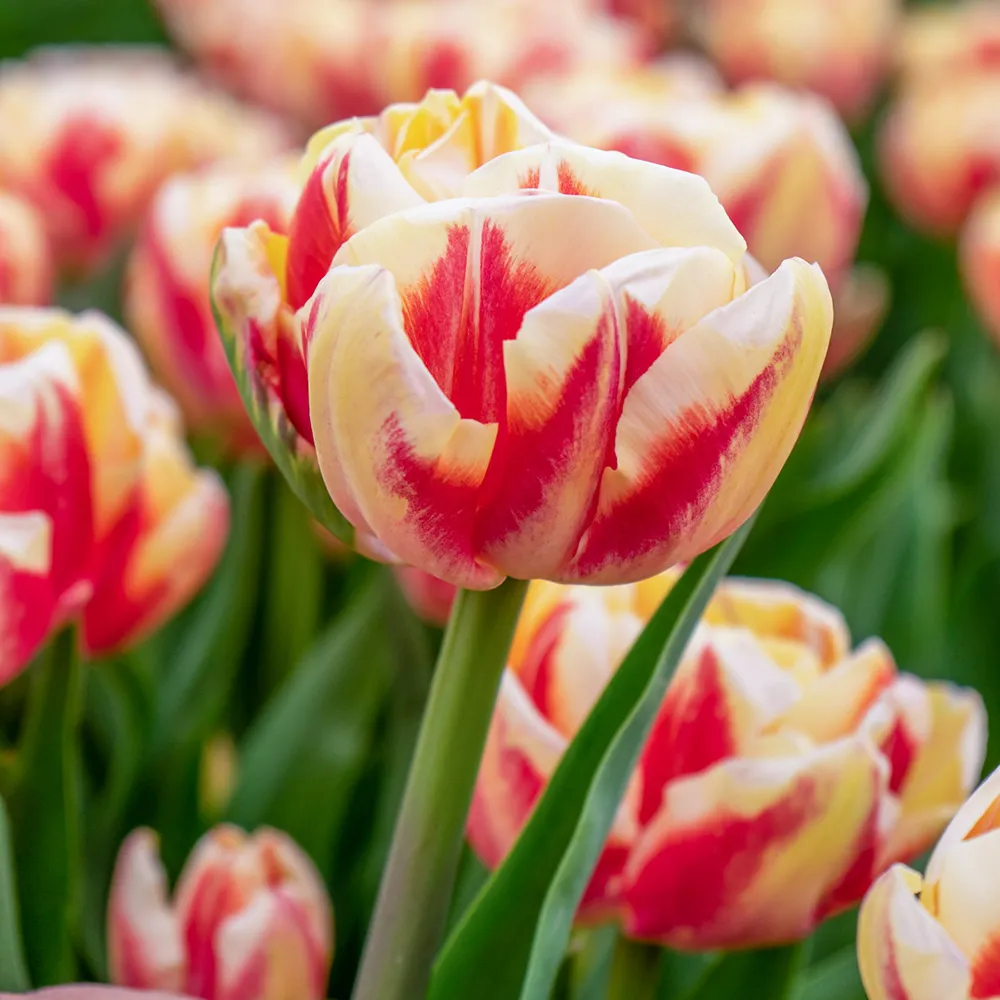 Double Peony Tulip Bed of Roses - Image 2