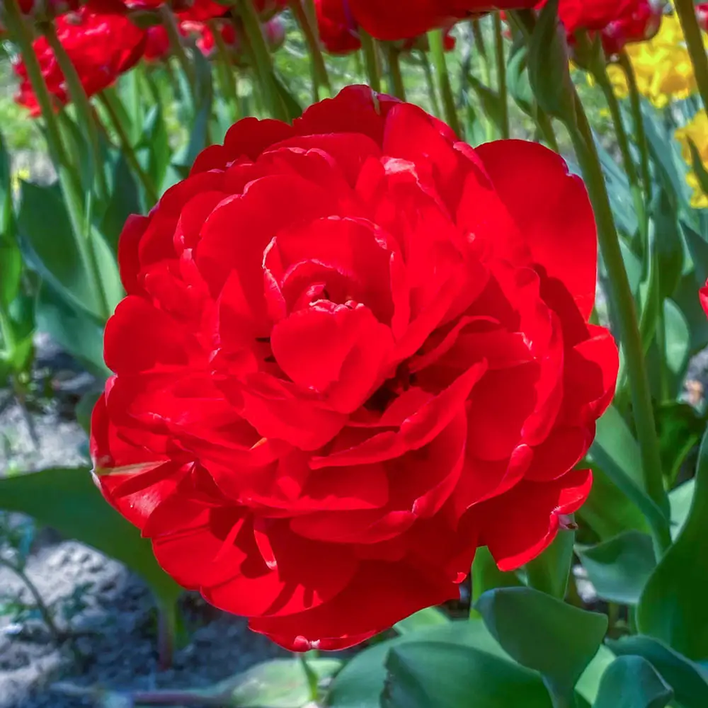 Double Peony Tulip Bombastic Red - Image 2