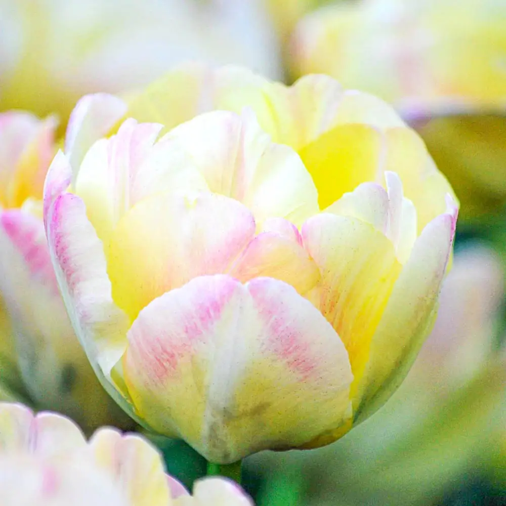 Double Peony Tulip Creme Upstar - Image 3