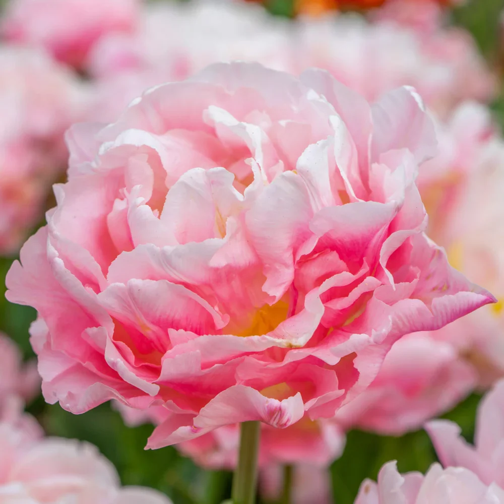 Double Peony Tulip Dreamer - Image 2