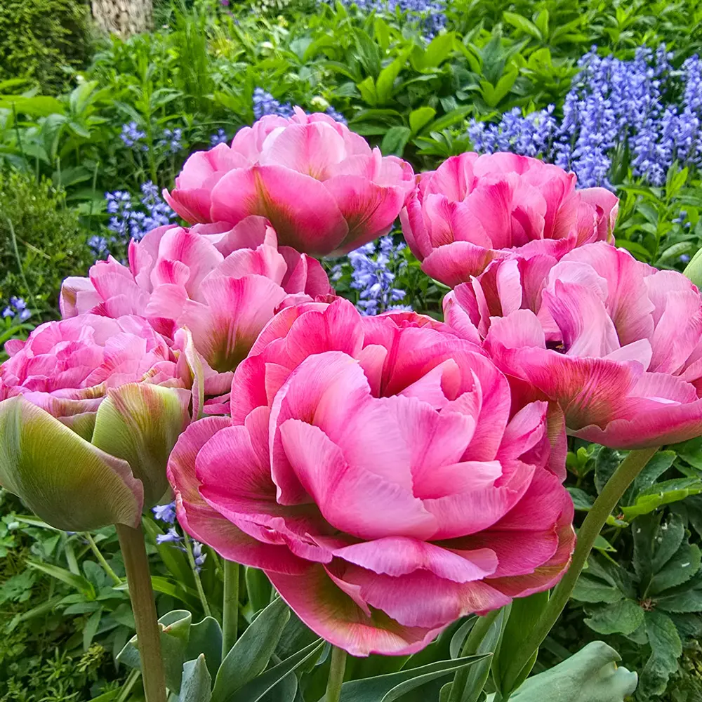 Double Peony Tulip Emerald Blush - Image 2