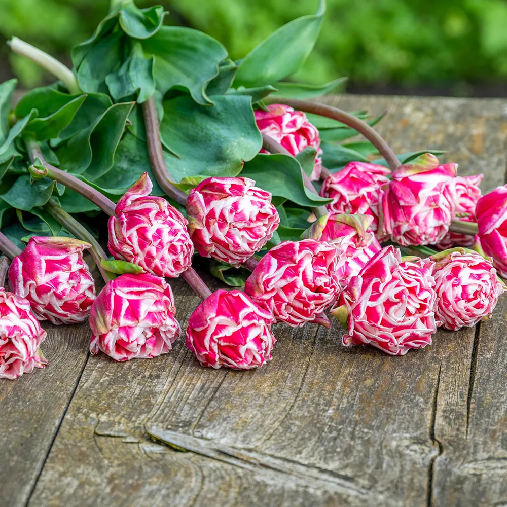 Double Peony Tulip Let's Dance - Image 3