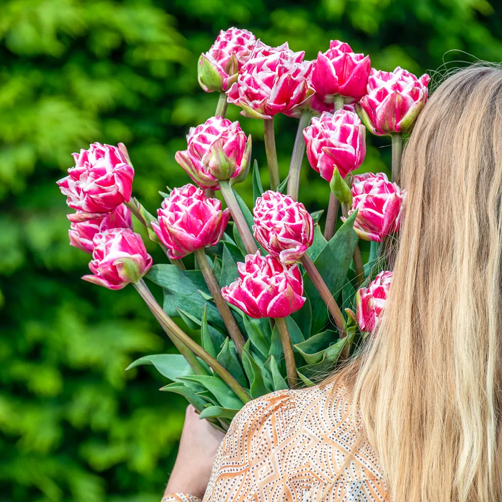 Double Peony Tulip Let's Dance - Image 4