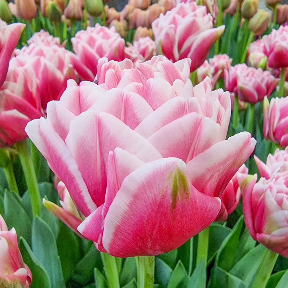 Double Peony Tulip Let's Dance - Image 5
