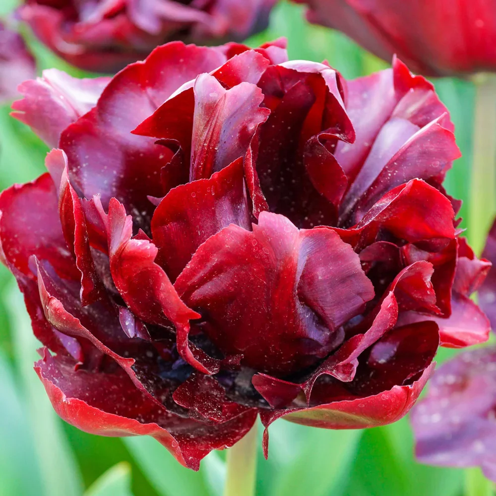 Double Peony Tulip Palmyra