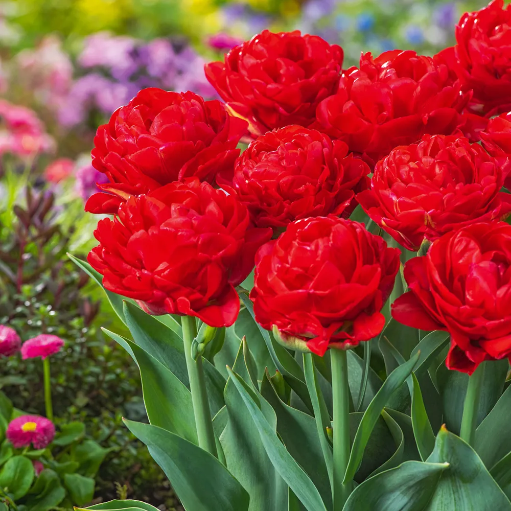 Double Peony Tulip Pamplona