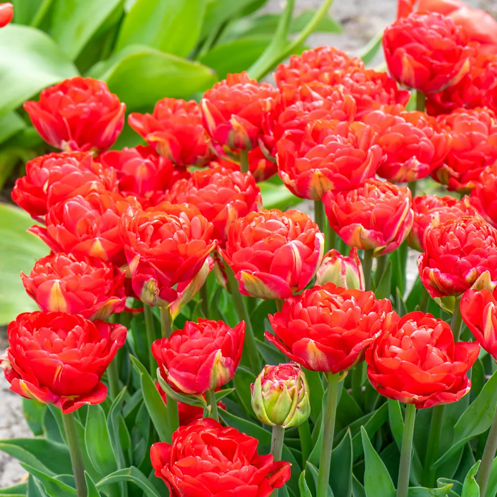 Double Peony Tulip Pamplona - Image 3