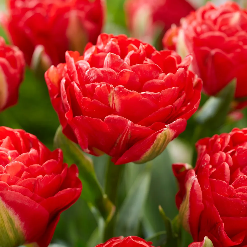 Double Peony Tulip Pamplona - Image 4