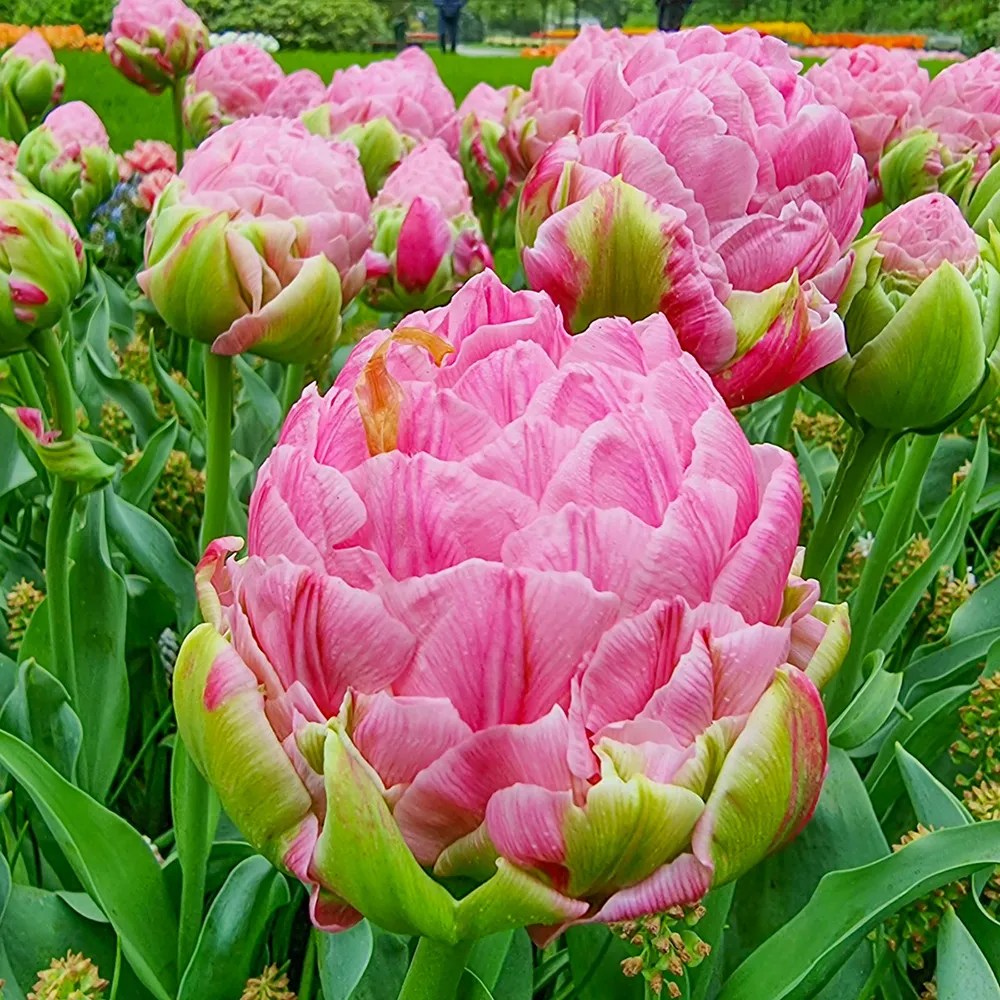 Double Peony Tulip Strawberry Cream - Image 4