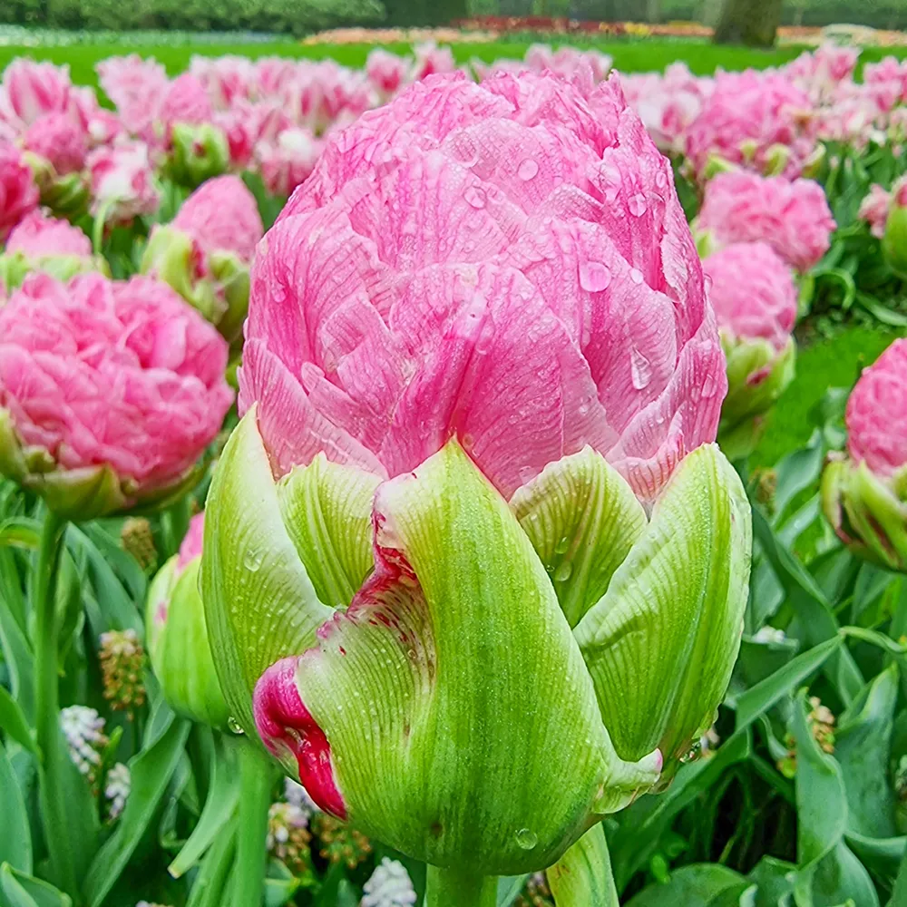 Double Peony Tulip Strawberry Cream - Image 6