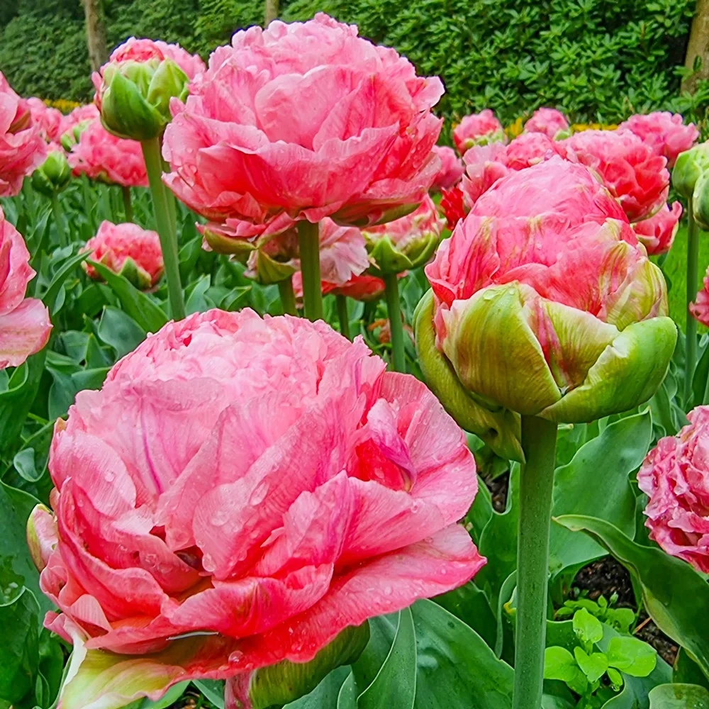 Double Peony Tulip Taiwan - Image 2