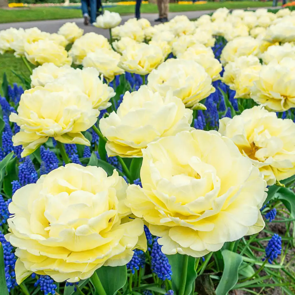 Double Early Tulip Avant Garde