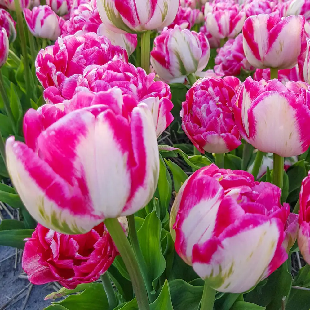 Double Peony Tulip Foxtrot - Image 2