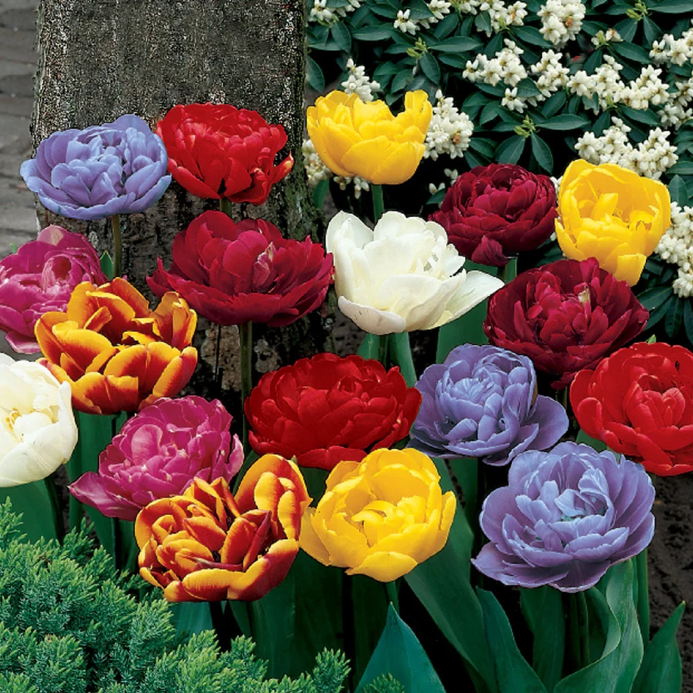 Double Late Tulip Mix - Image 5