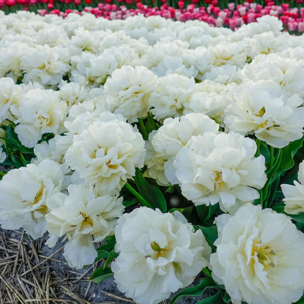 Double Tulip Northcap - Image 2