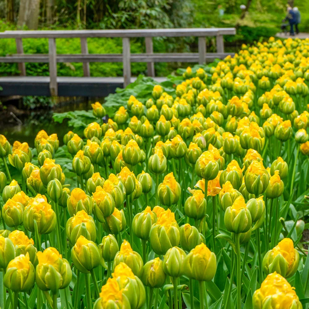 Double Peony Tulip Vanilla Coup