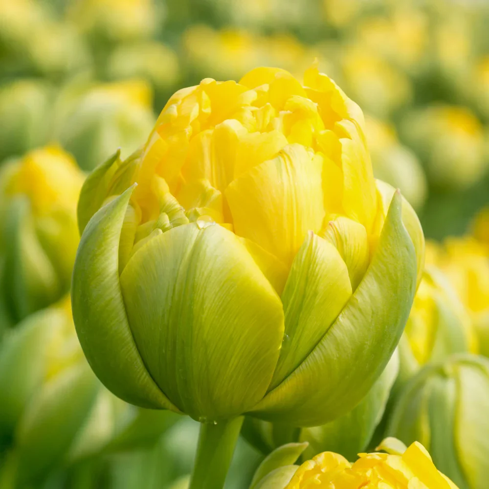 Double Peony Tulip Vanilla Coup - Image 4