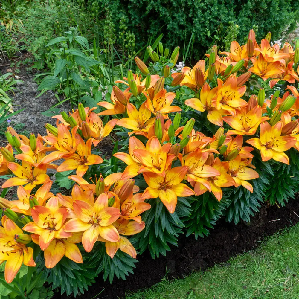 Dwarf Asiatic Lily Happy Memories
