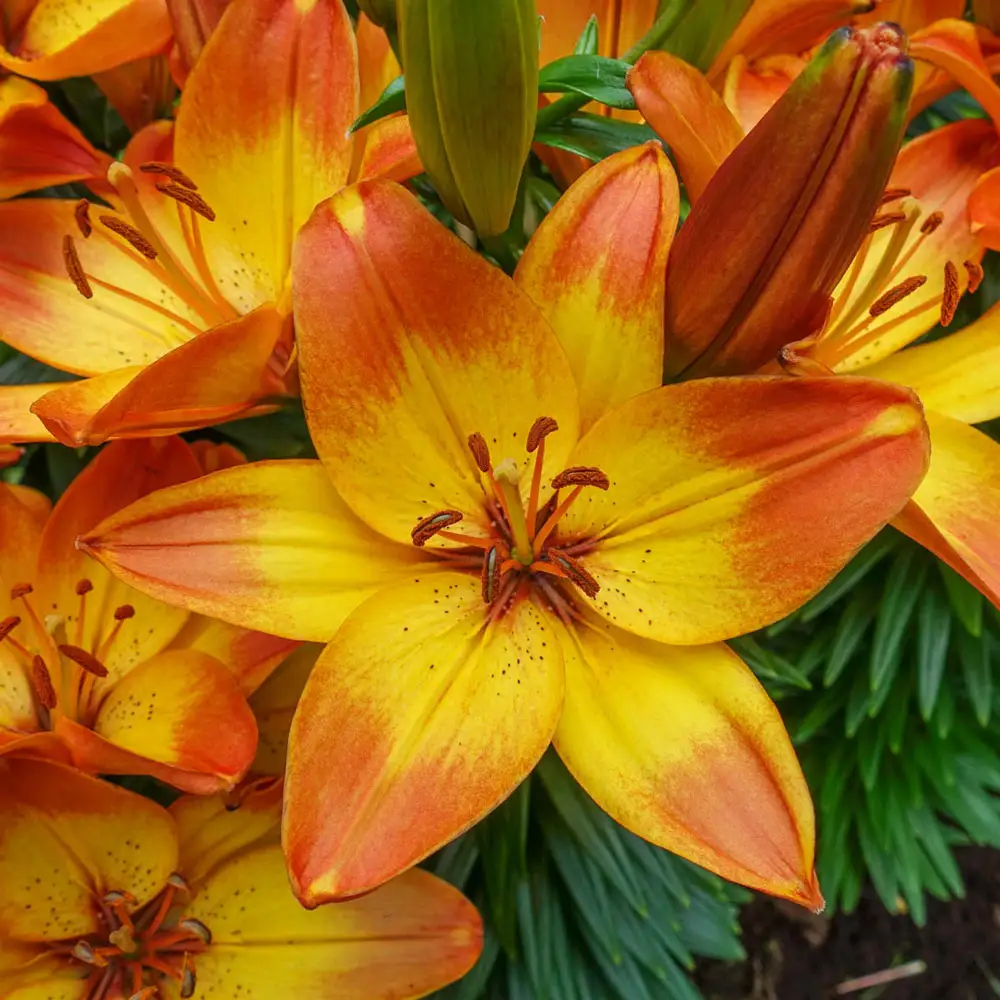 Dwarf Asiatic Lily Happy Memories - Image 2