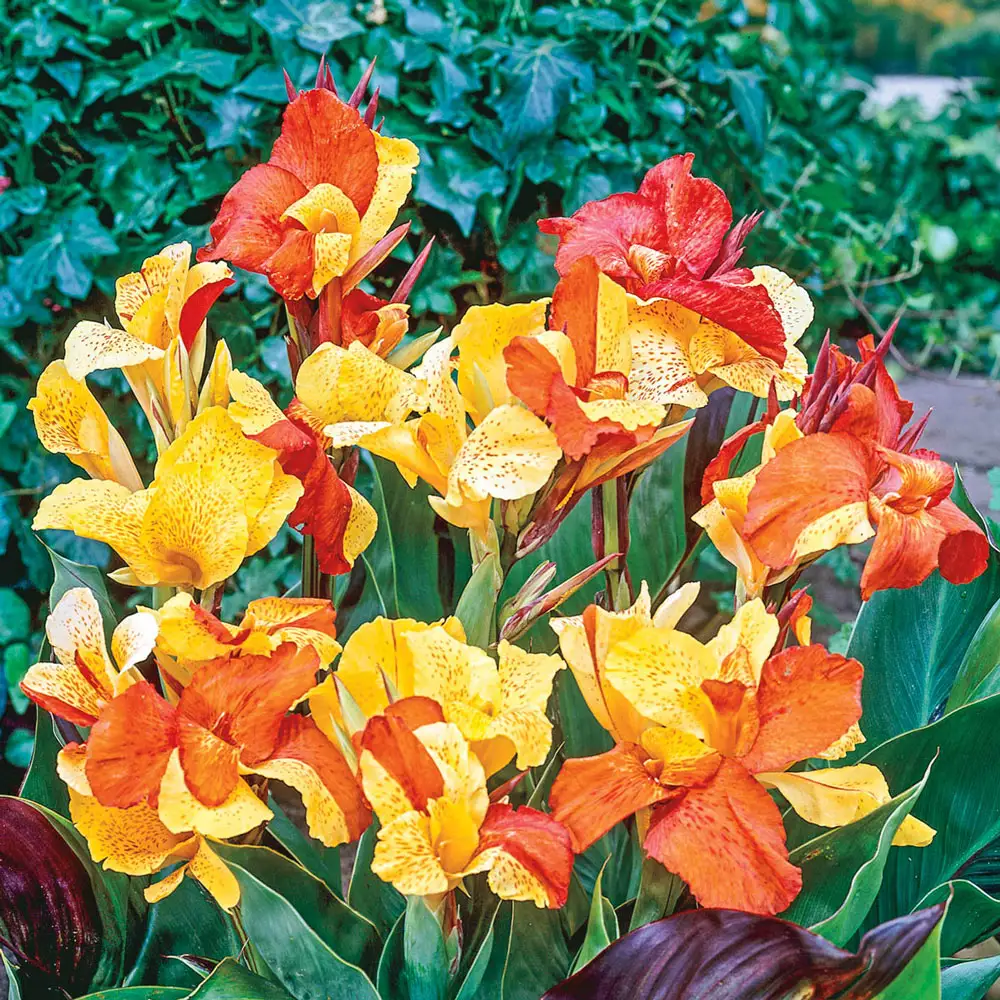Variegated Dwarf Canna Cleopatra - Image 2