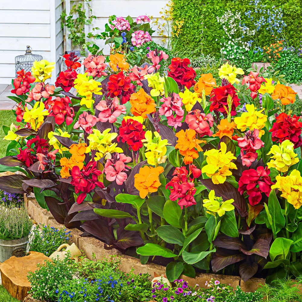 Dwarf Cannas Mixed