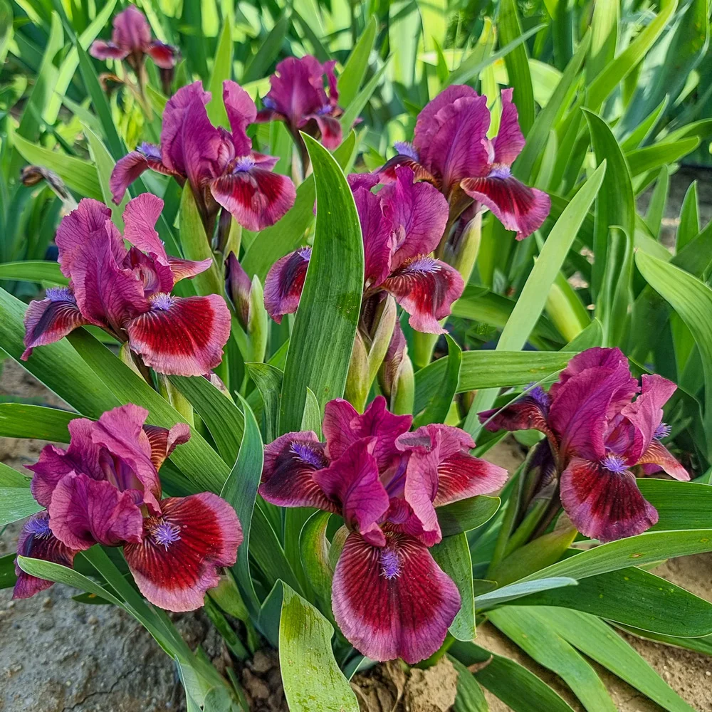 Dwarf German Iris Cat's Eye