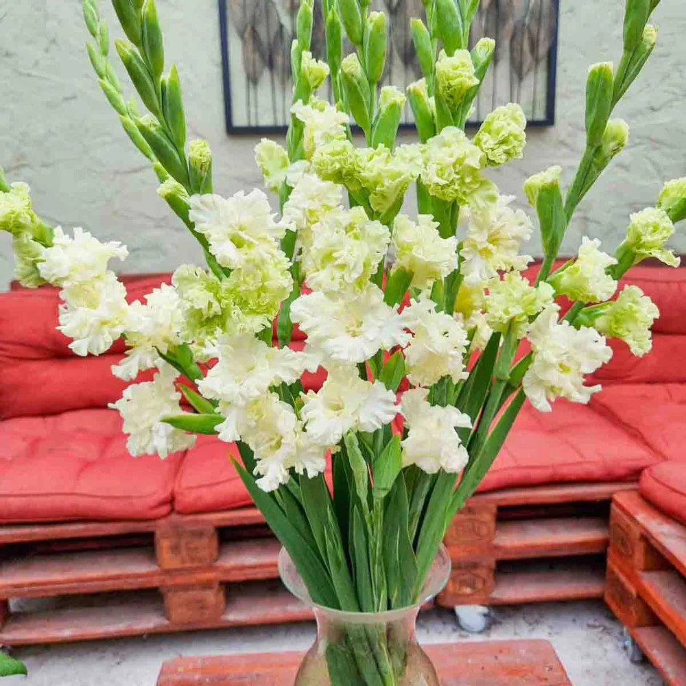 Dwarf Gladiolus Octopus - Image 2