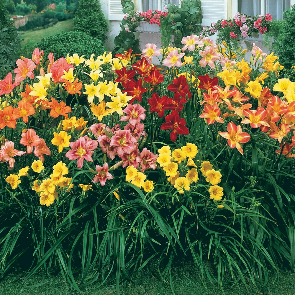 Dwarf Reblooming Daylily Mixture - Image 2
