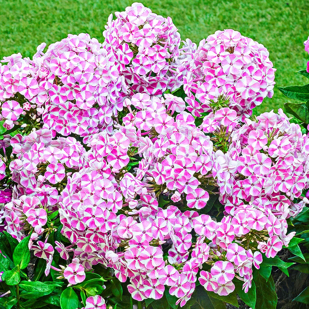 Dwarf Reblooming Phlox Bambini® Candy Crush
