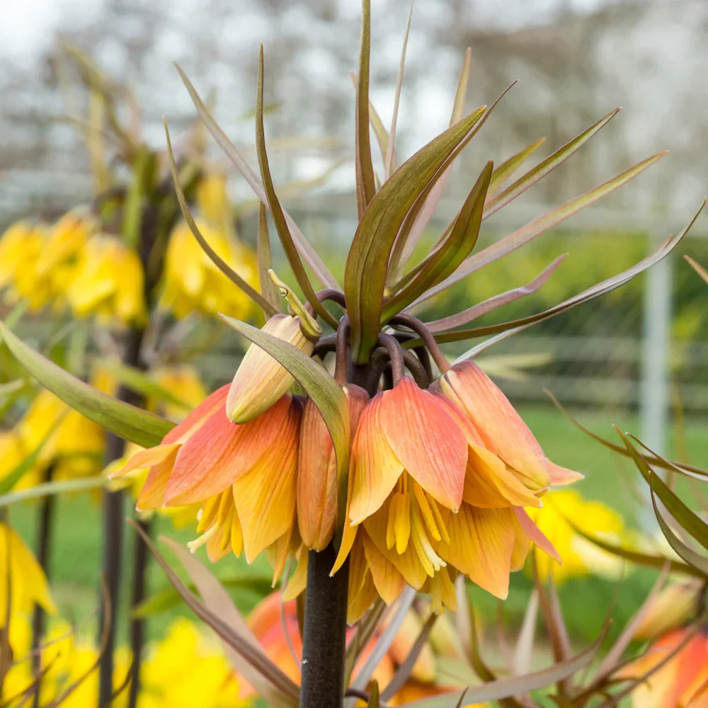 Early Fantasy Crown Imperial - Image 2