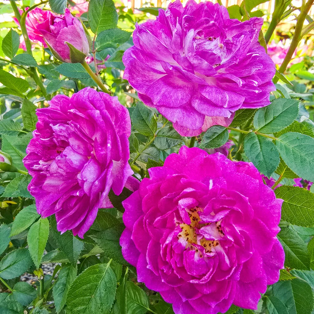 Easy Charmer™ Patio Rose - Image 2