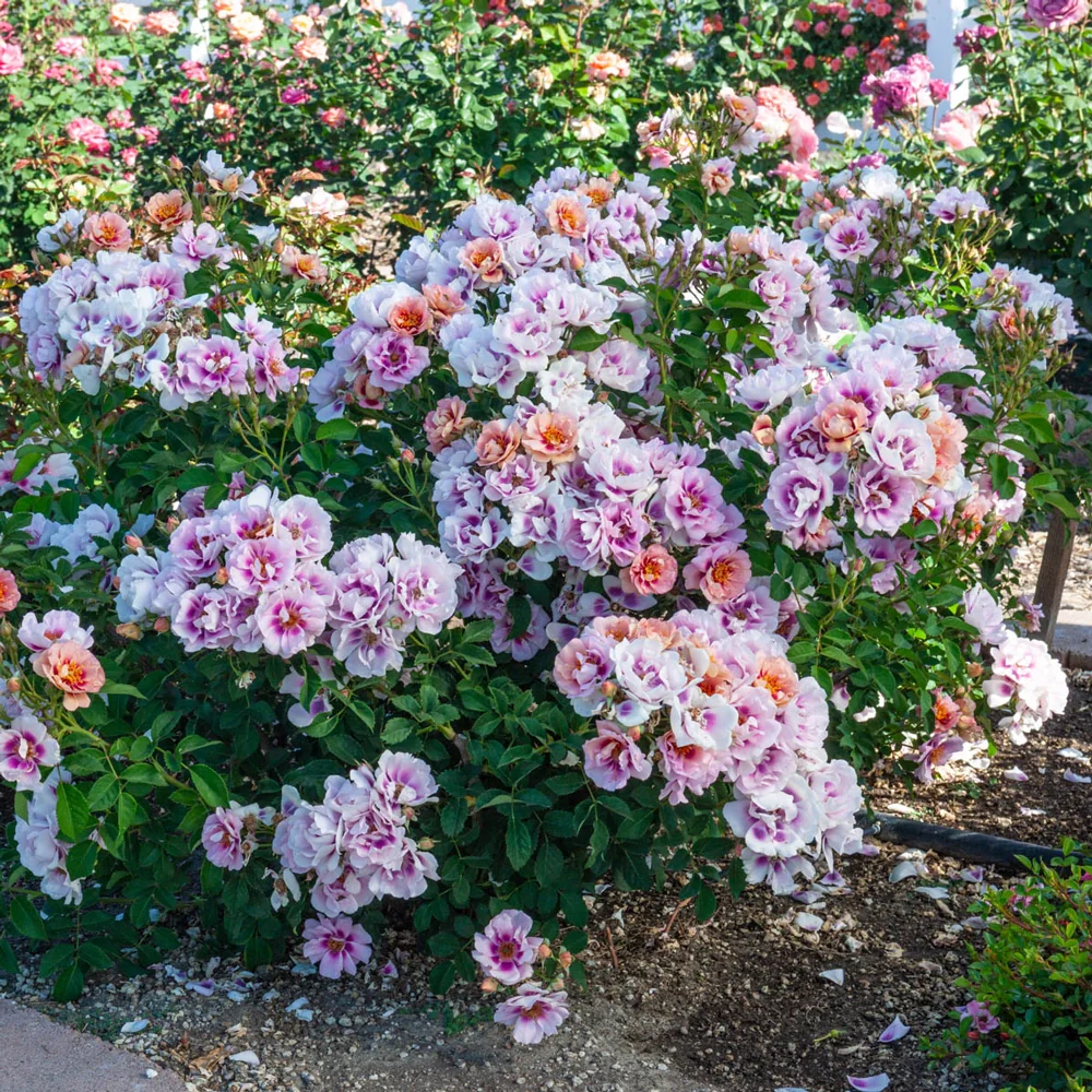 Easy on the Eyes™ Shrub Rose - Image 4