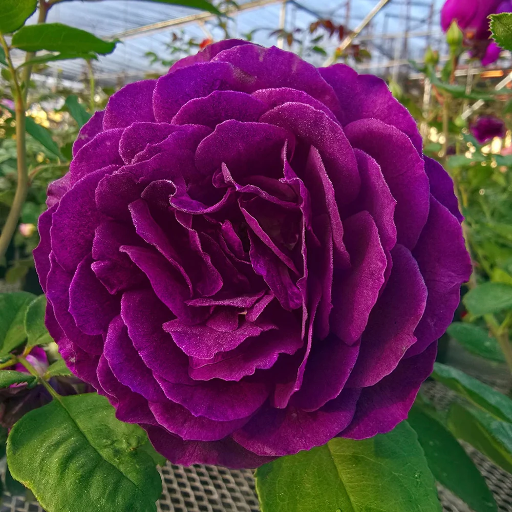 36" Tree Rose Ebb Tide® - Image 5