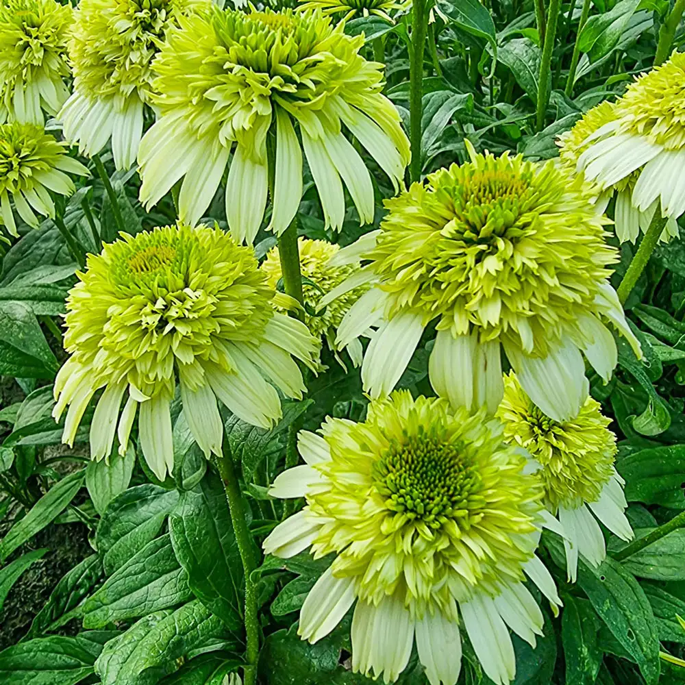 Echinacea Honeydew